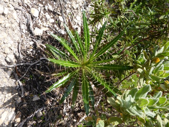 Ptilostemon casabonae (L.) Greuter Asteraceae Chardon de Casabon