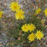 Reichardia picroides (L.) Roth Asteraceae - Reichardie