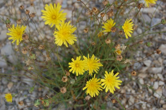 Reichardia picroides (L.) Roth Asteraceae - Reichardie