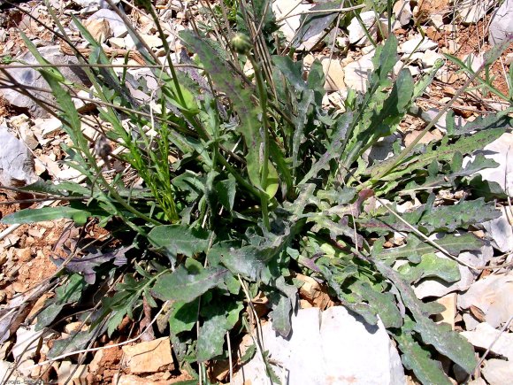 Reichardia picroides (L.) Roth Asteraceae - Reichardie