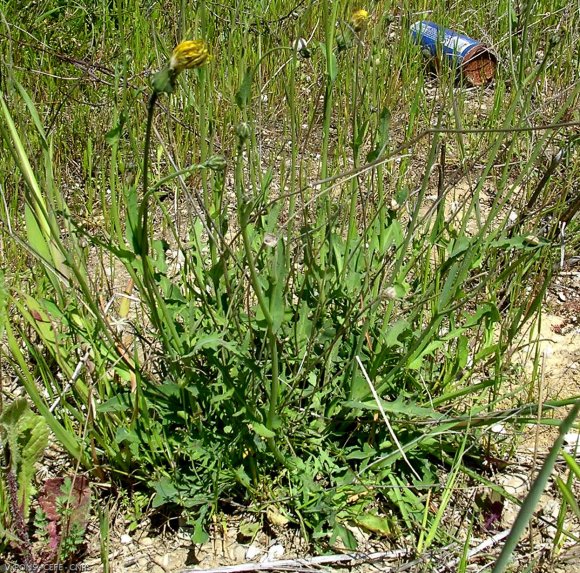 Reichardia picroides (L.) Roth Asteraceae - Reichardie