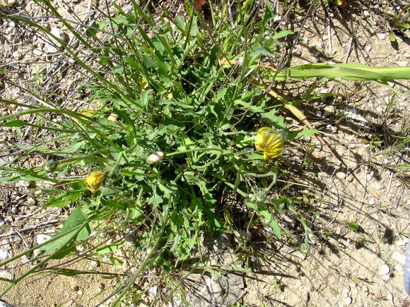 Reichardia picroides (L.) Roth Asteraceae - Reichardie