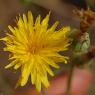 Reichardia picroides (L.) Roth Asteraceae - Reichardie