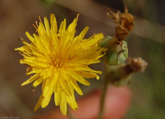 Reichardia picroides (L.) Roth Asteraceae - Reichardie