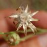 Reichardia picroides (L.) Roth Asteraceae - Reichardie