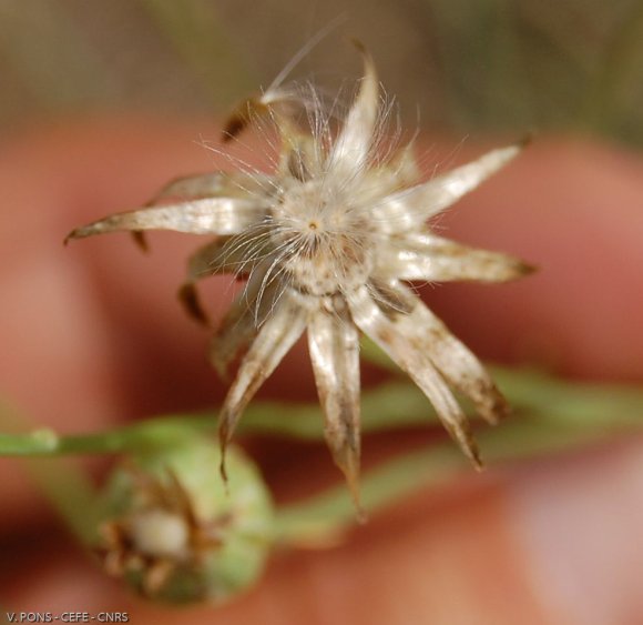 Reichardia picroides (L.) Roth Asteraceae - Reichardie