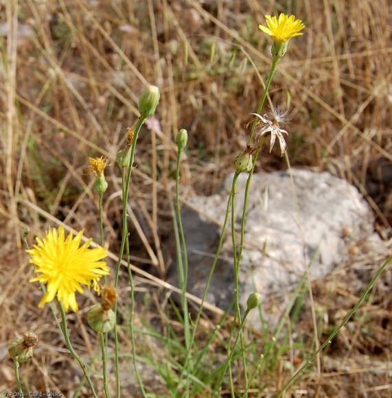 Reichardia picroides (L.) Roth Asteraceae - Reichardie