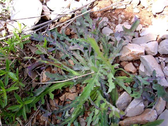 Reichardia picroides (L.) Roth Asteraceae - Reichardie