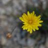 Reichardia picroides (L.) Roth Asteraceae - Reichardie