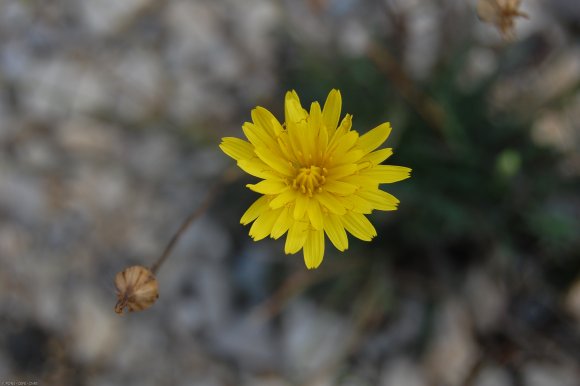 Reichardia picroides (L.) Roth Asteraceae - Reichardie