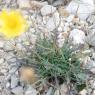 Reichardia picroides (L.) Roth Asteraceae - Reichardie