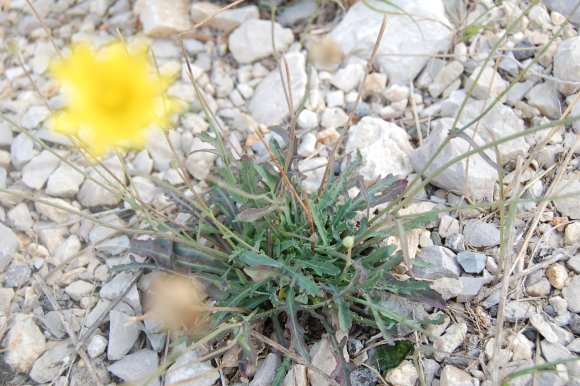 Reichardia picroides (L.) Roth Asteraceae - Reichardie