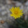 Reichardia picroides (L.) Roth Asteraceae - Reichardie