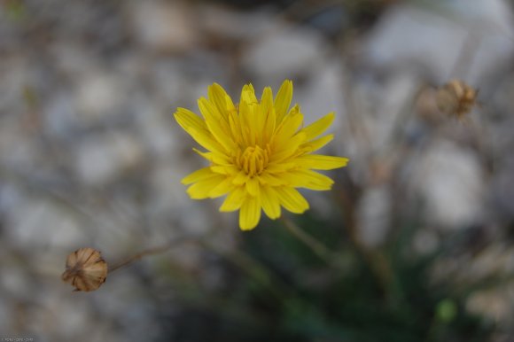 Reichardia picroides (L.) Roth Asteraceae - Reichardie