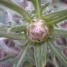 Rhaponticum coniferum (L.) Greuter  Asteraceae - Leuzée conifère