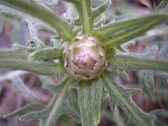 Rhaponticum coniferum (L.) Greuter  Asteraceae - Leuzée conifère