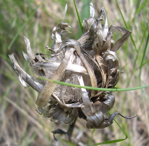 Rhaponticum coniferum (L.) Greuter  Asteraceae - Leuzée conifère