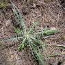 Rhaponticum coniferum (L.) Greuter  Asteraceae - Leuzée conifère