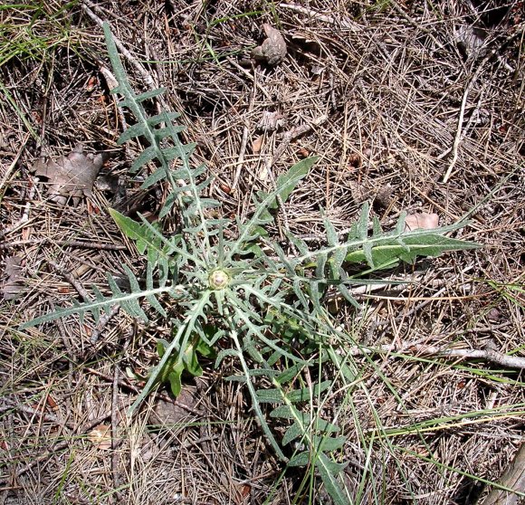 Rhaponticum coniferum (L.) Greuter  Asteraceae - Leuzée conifère