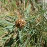 Rhaponticum coniferum (L.) Greuter  Asteraceae - Leuzée conifère