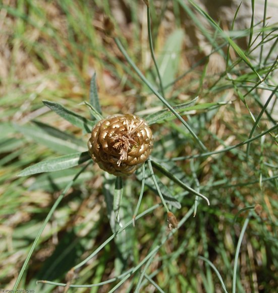 Rhaponticum coniferum (L.) Greuter  Asteraceae - Leuzée conifère