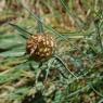 Rhaponticum coniferum (L.) Greuter  Asteraceae - Leuzée conifère