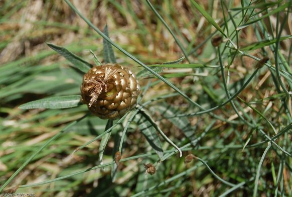 Rhaponticum coniferum (L.) Greuter  Asteraceae - Leuzée conifère