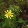 Senecio inaequidens DC. Asteraceae -
Séneçon de Mazamet