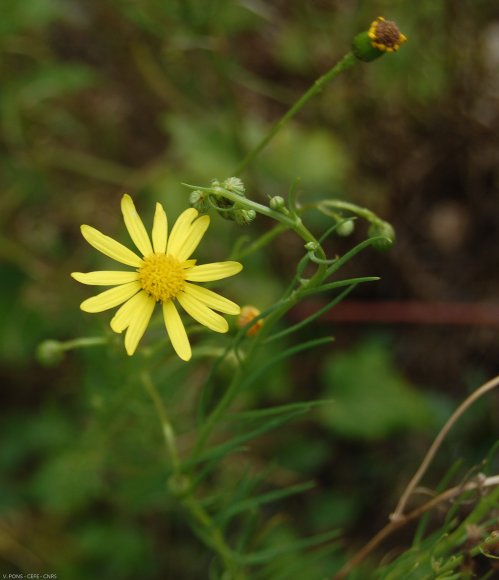 Senecio inaequidens DC. Asteraceae -
Séneçon de Mazamet