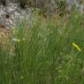 Senecio inaequidens DC. Asteraceae -
Séneçon de Mazamet