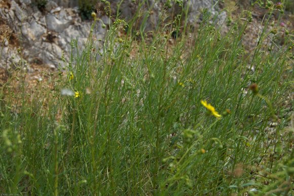 Senecio inaequidens DC. Asteraceae -
Séneçon de Mazamet