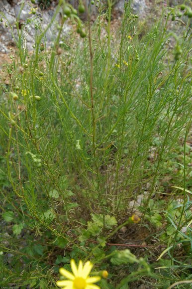 Senecio inaequidens DC. Asteraceae -
Séneçon de Mazamet