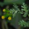 Senecio vulgaris L. Asteraceae - Séneçon commun