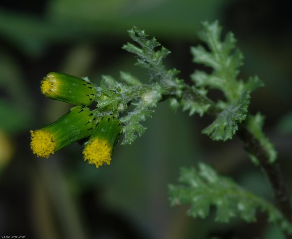 Senecio vulgaris L. Asteraceae - Séneçon commun