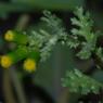 Senecio vulgaris L. Asteraceae - Séneçon commun