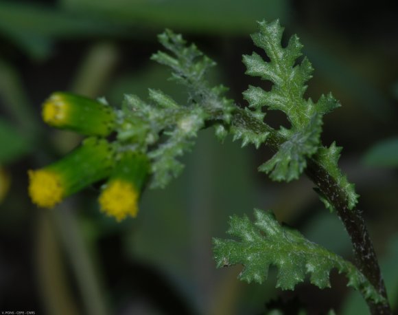 Senecio vulgaris L. Asteraceae - Séneçon commun