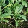 Senecio vulgaris L. Asteraceae - Séneçon commun