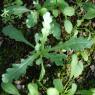 Senecio vulgaris L. Asteraceae - Séneçon commun