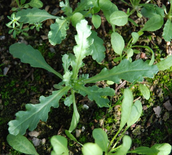 Senecio vulgaris L. Asteraceae - Séneçon commun