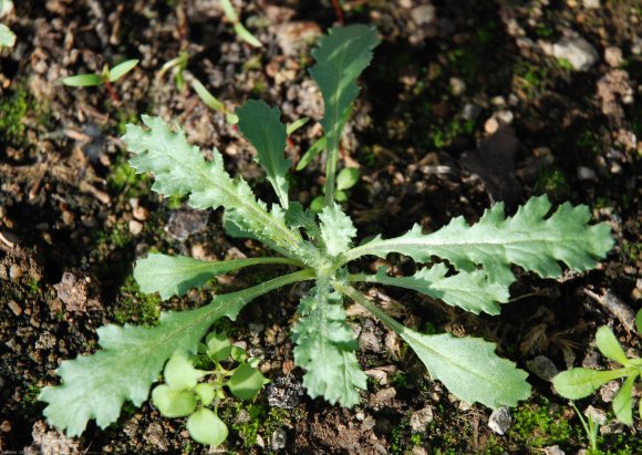 Senecio vulgaris L. Asteraceae - Séneçon commun