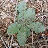 Sonchus asper (L.) Hill Asteraceae - Laiteron rude