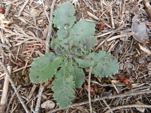 Sonchus asper (L.) Hill Asteraceae - Laiteron rude