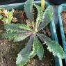 Sonchus asper (L.) Hill Asteraceae - Laiteron rude