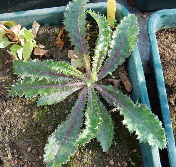 Sonchus asper (L.) Hill Asteraceae - Laiteron rude