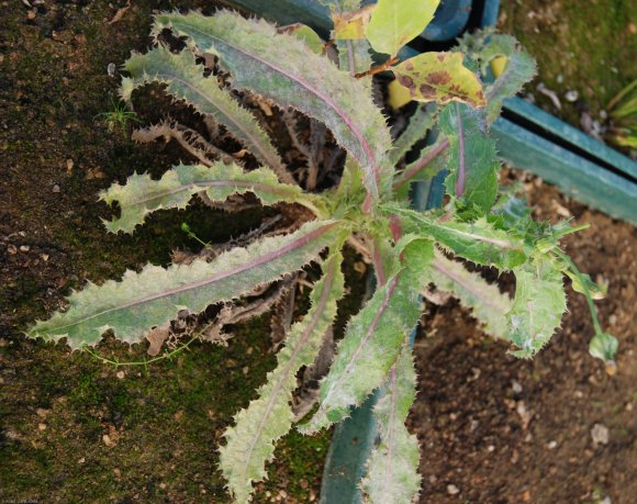 Sonchus asper (L.) Hill Asteraceae - Laiteron rude