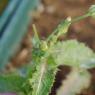 Sonchus asper (L.) Hill Asteraceae - Laiteron rude