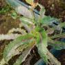 Sonchus asper (L.) Hill Asteraceae - Laiteron rude