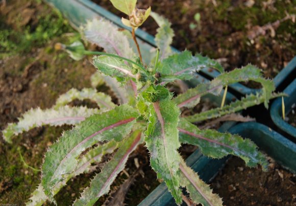 Sonchus asper (L.) Hill Asteraceae - Laiteron rude