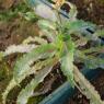 Sonchus asper (L.) Hill Asteraceae - Laiteron rude