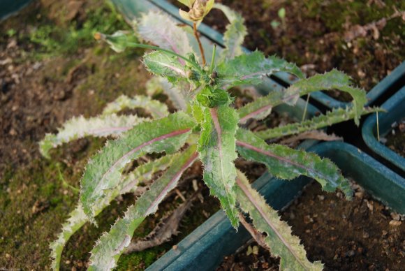 Sonchus asper (L.) Hill Asteraceae - Laiteron rude